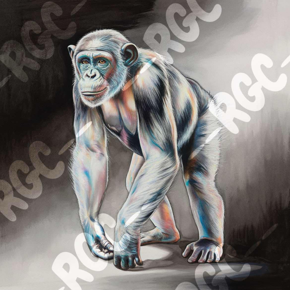 Gorilla