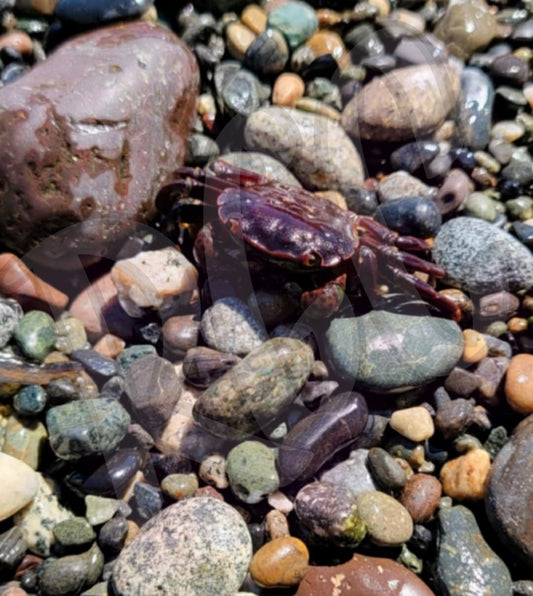 Fidalgo crab